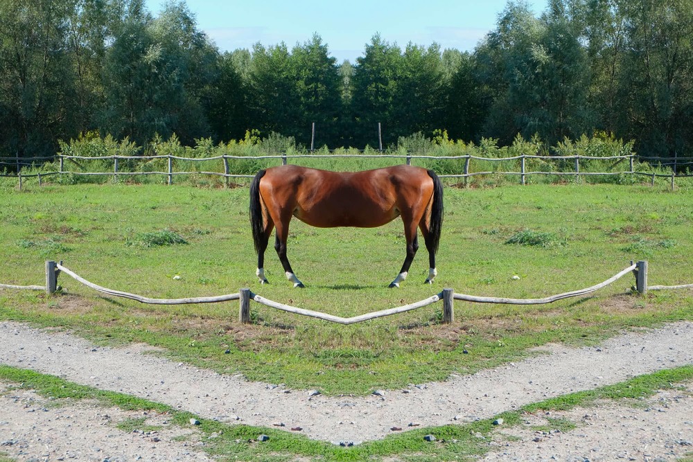 Фотографія Horse (glitch #12) / Свят Филатов / photographers.ua