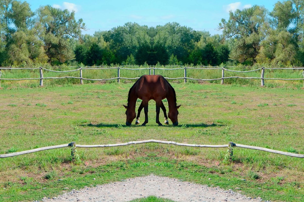 Фотографія Horse (glitch #7) / Свят Филатов / photographers.ua