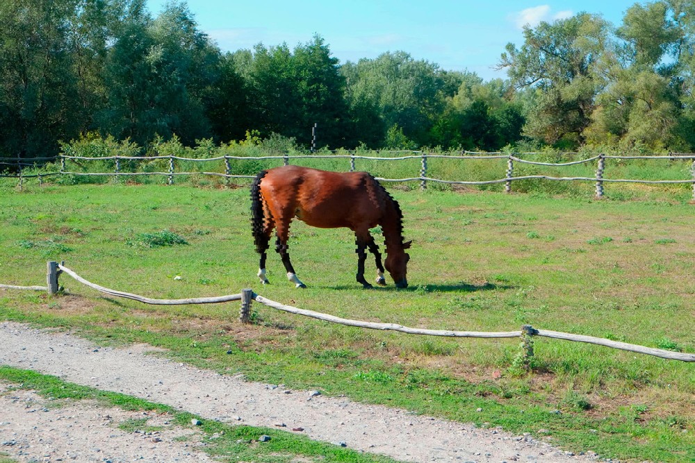 Фотографія Horse glitch (#20) / Свят Филатов / photographers.ua