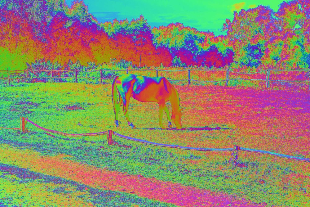 Фотографія Horse (glitch #6) / Свят Филатов / photographers.ua