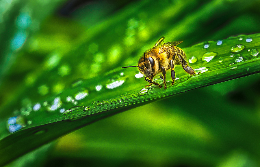 Фотографія Бджола після дощу ... / Корнієнко Євгеній / photographers.ua