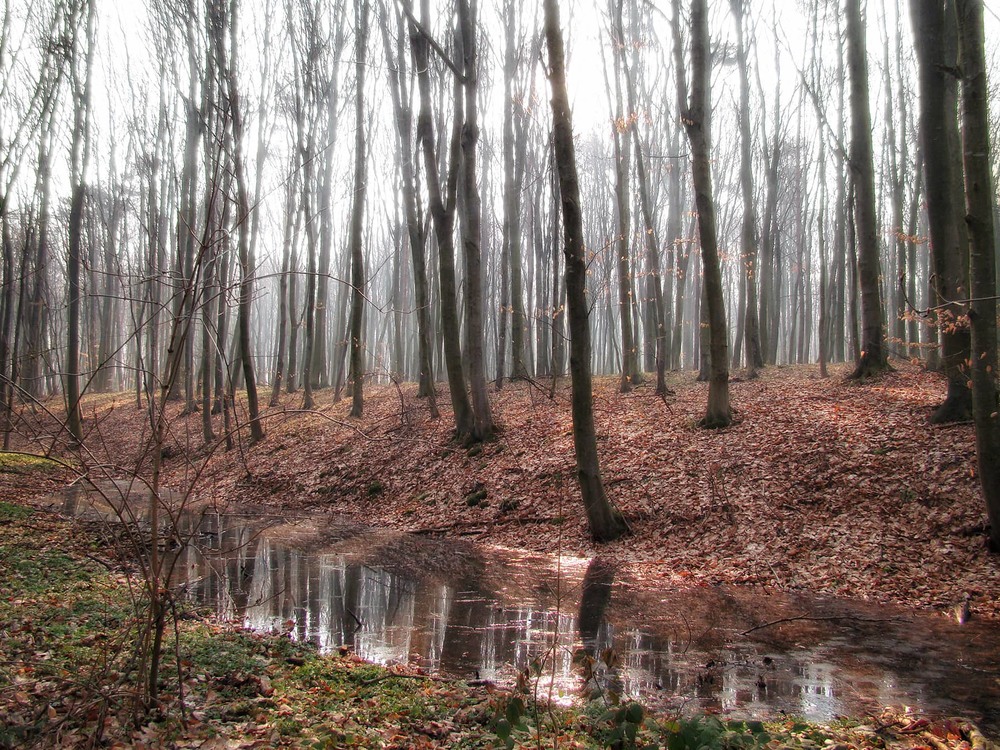 Фотографія Мій ліс у березні... / Тома И. / photographers.ua