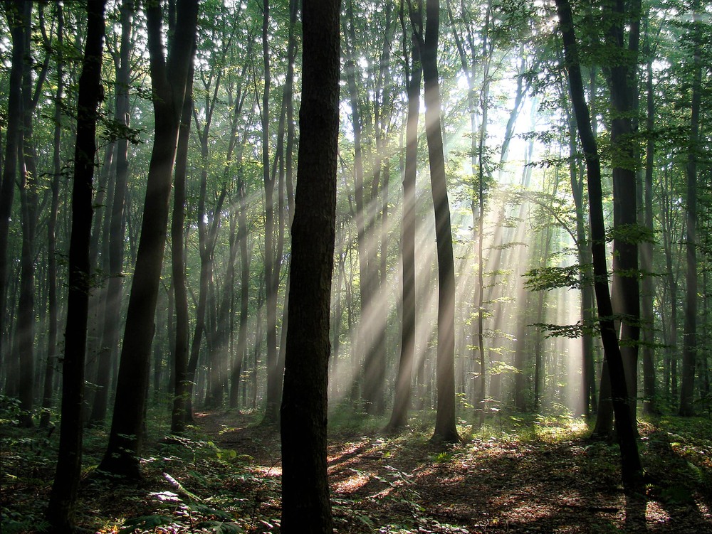 Фотографія Мій ліс / Тома И. / photographers.ua