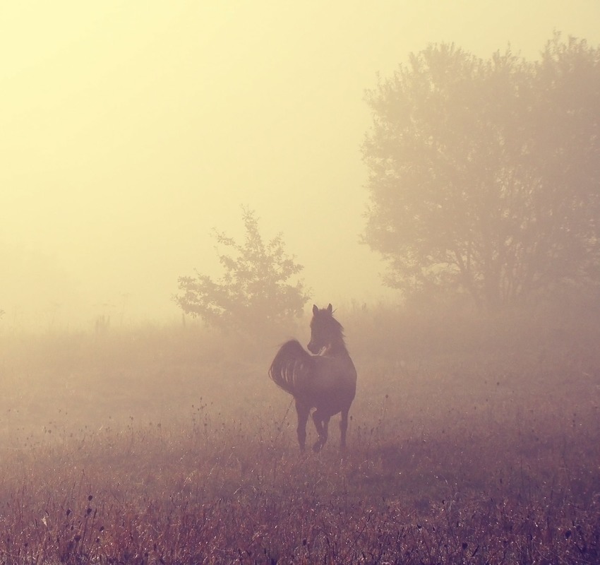 Фотографія В ранковому тумані / Тома И. / photographers.ua