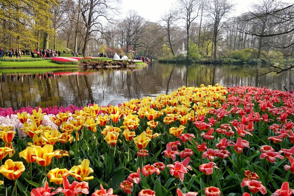 Фотографія Весна в Голандії / Тома И. / photographers.ua