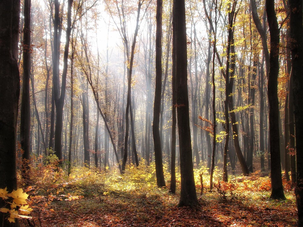 Фотографія Мій ліс / Тома И. / photographers.ua