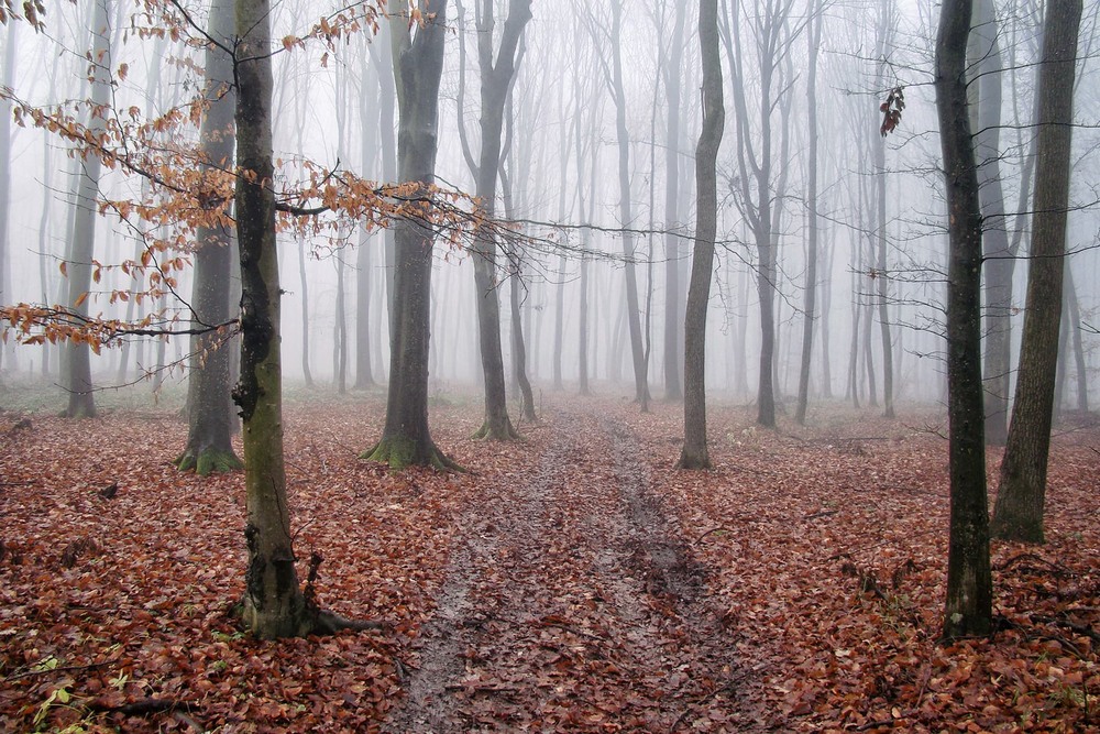 Фотографія Лісова дорога в туман... / Тома И. / photographers.ua
