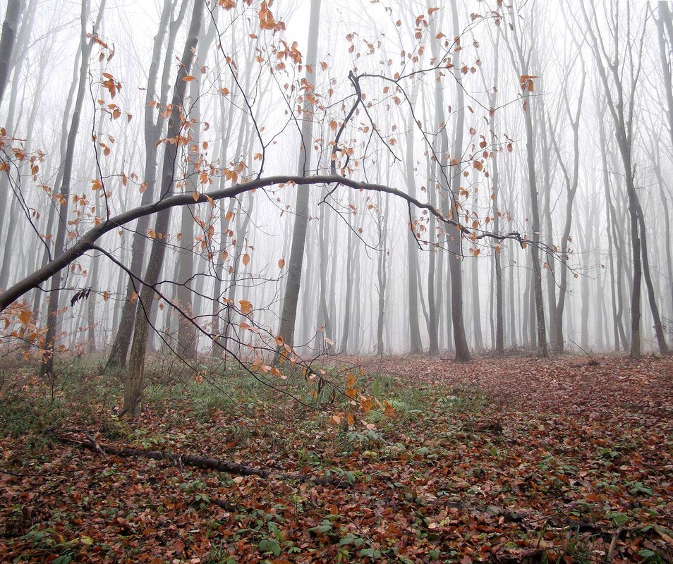 Фотографія Мой лес в ноябре / Тома И. / photographers.ua