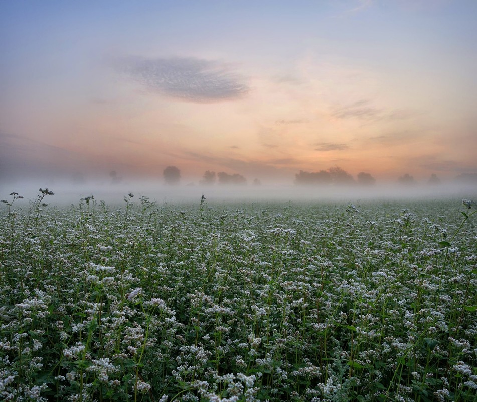 Фотографія Ранкове поле... / Тома И. / photographers.ua