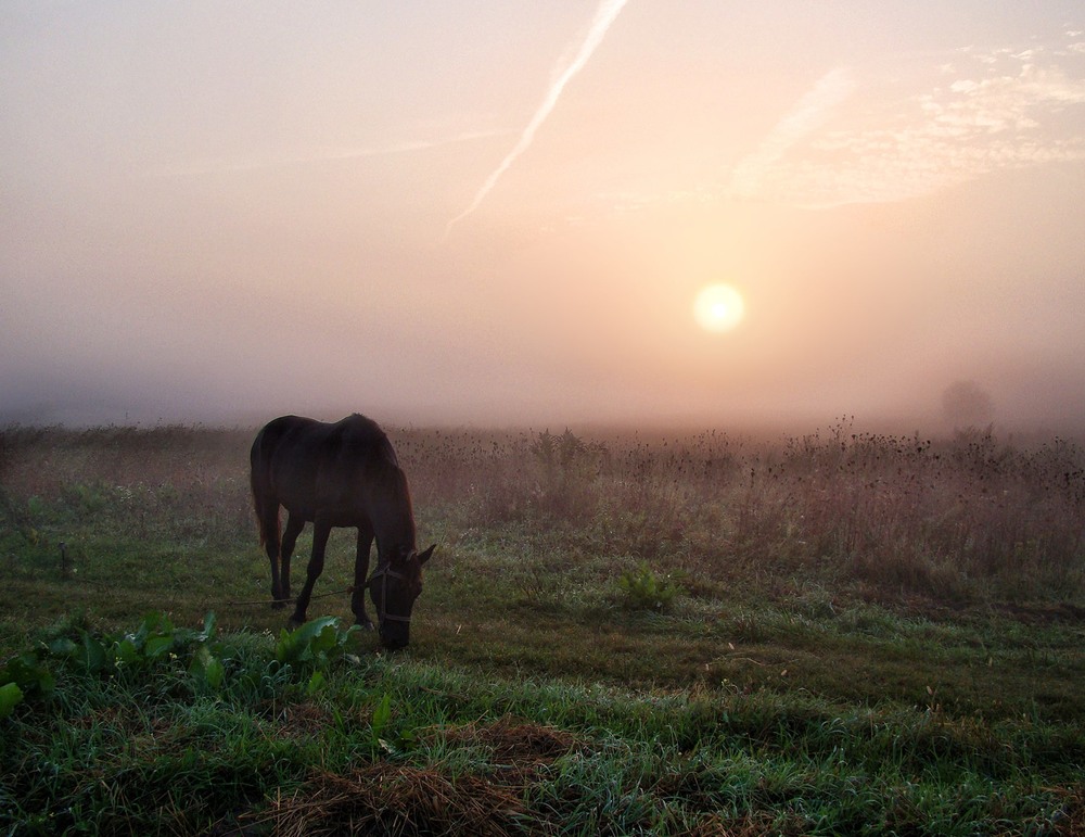 Фотографія Сонце у тумані / Тома И. / photographers.ua