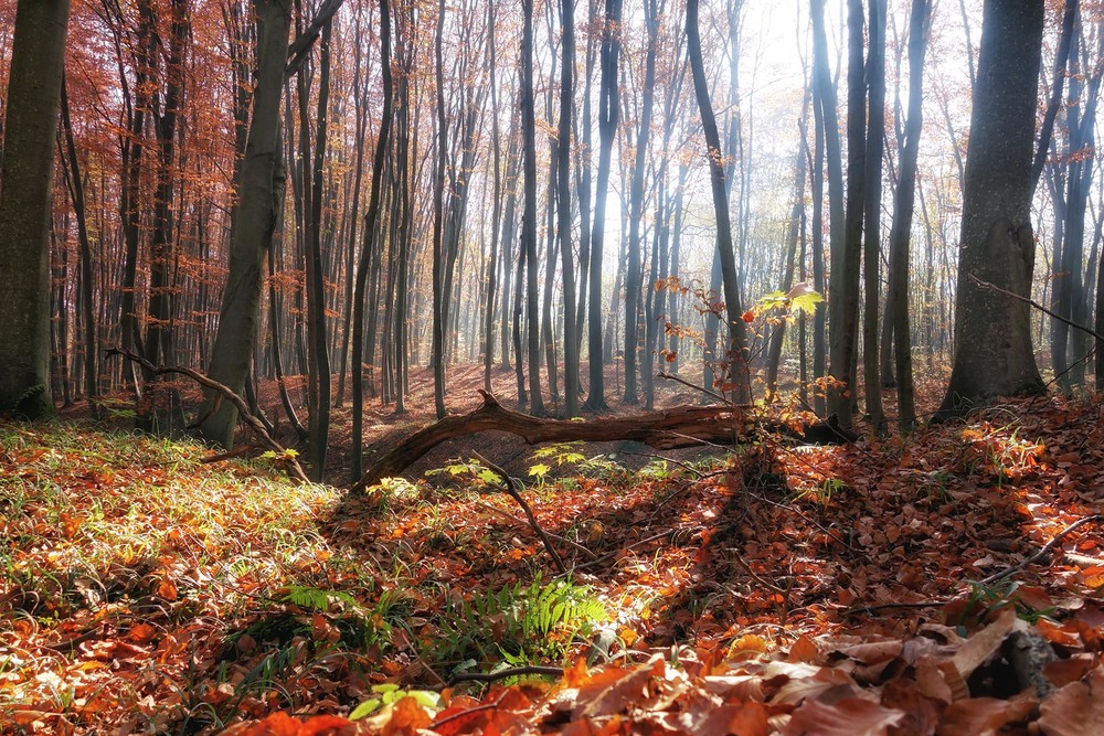 Фотографія Осіння лісова серія / Тома И. / photographers.ua