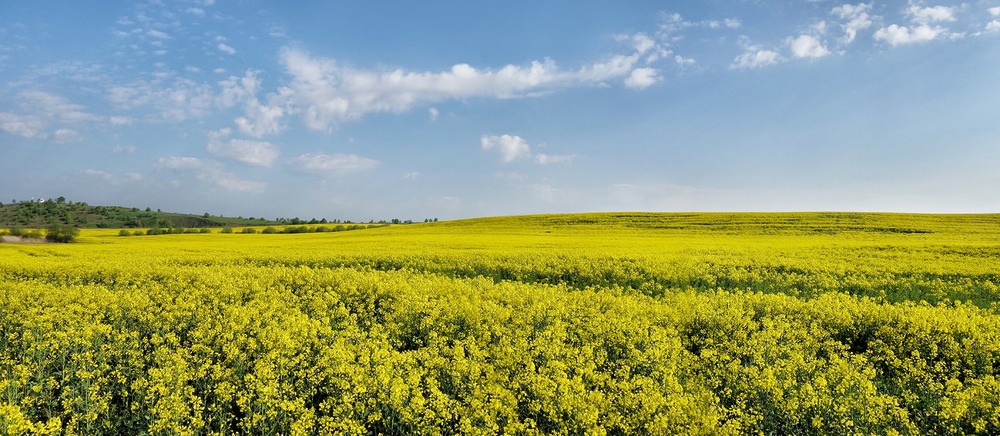 Фотографія Панорама весняного поля ріпаку...) / Тома И. / photographers.ua