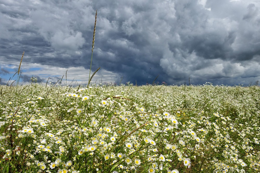 Фотографія Небо і квіти / Тома И. / photographers.ua