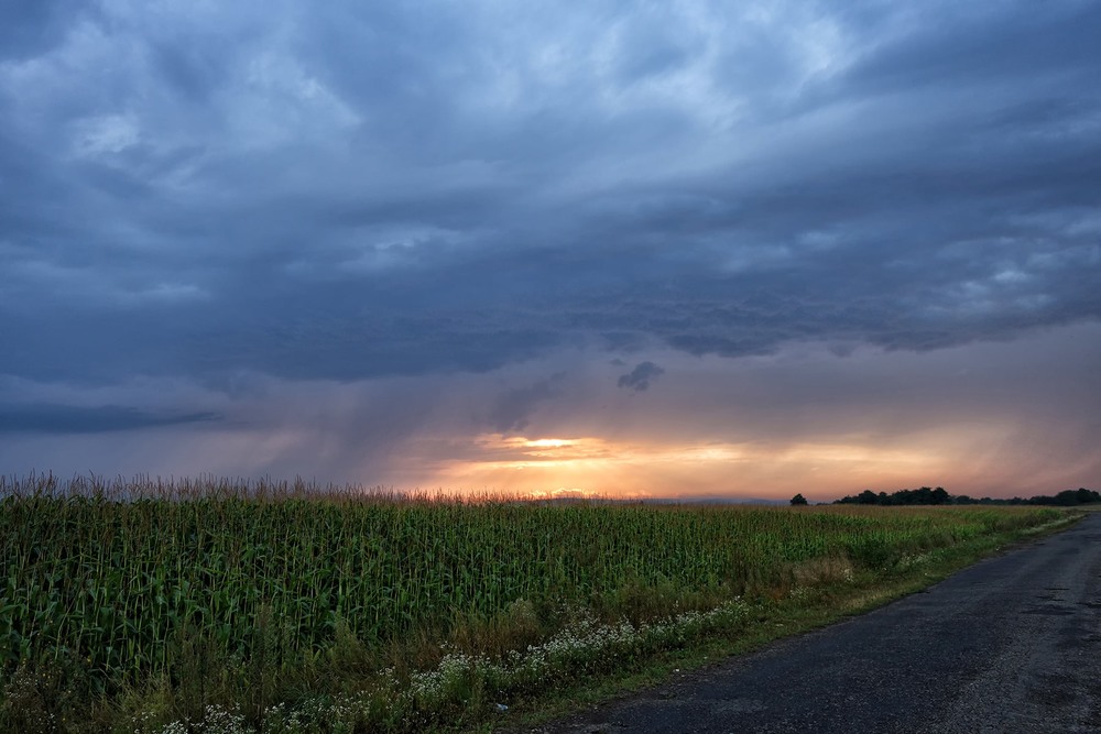 Фотографія Кукурудза і дощ... / Тома И. / photographers.ua