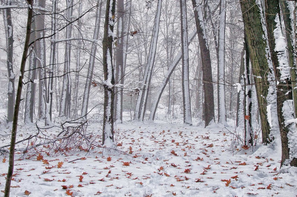 Фотографія Осінній сніг / Тома И. / photographers.ua