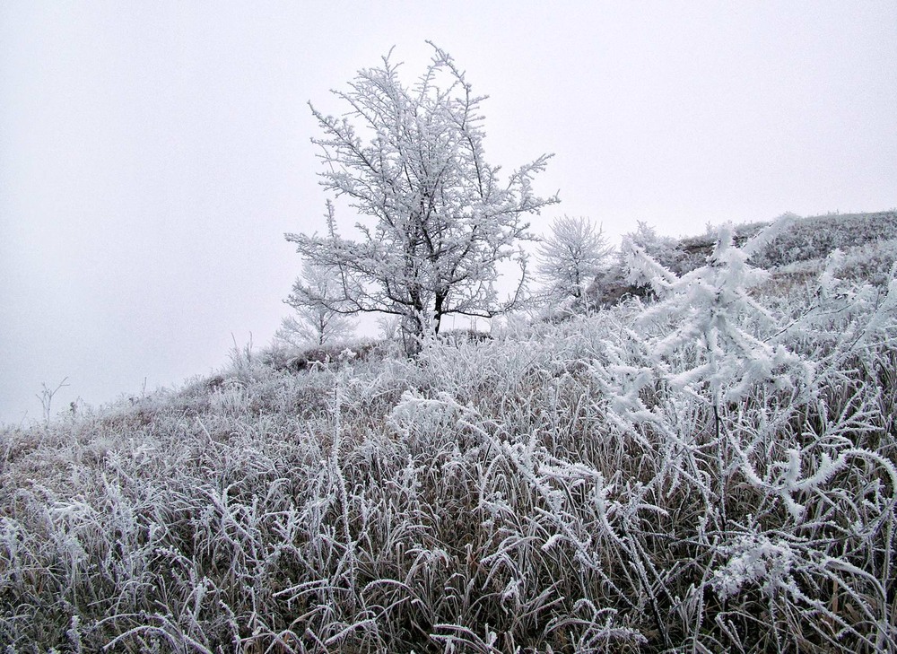 Фотографія Иней без снега... / Тома И. / photographers.ua