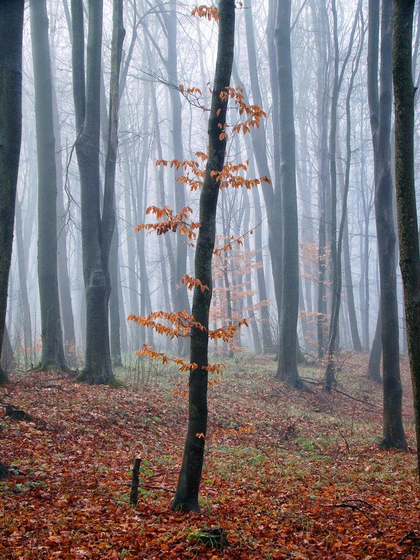 Фотографія В моєму лісі / Тома И. / photographers.ua