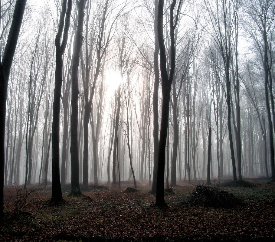 Фотографія Мій ліс... / Тома И. / photographers.ua