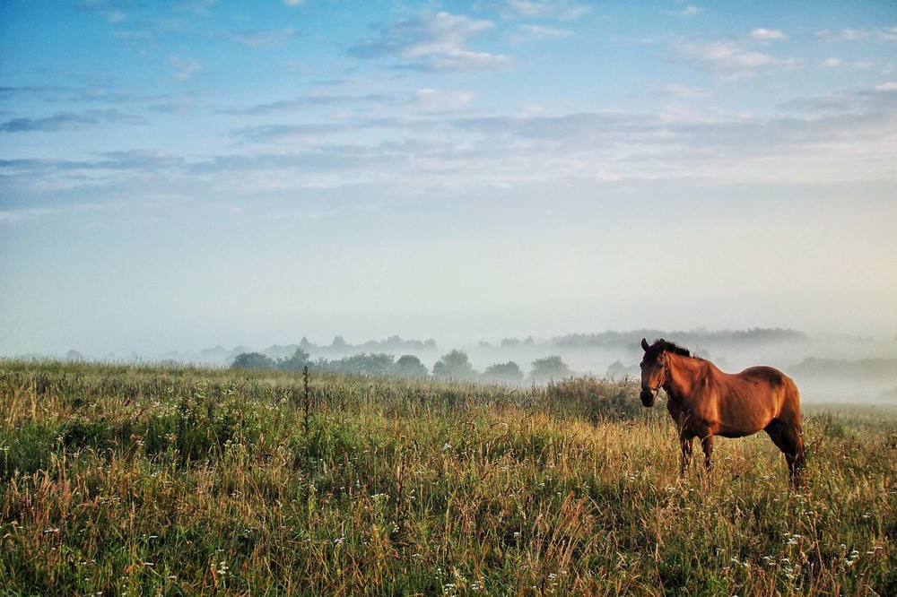 Фотографія Краєвид з конячкою... / Тома И. / photographers.ua