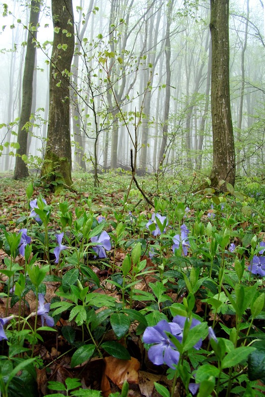Фотографія Барвіночек у весняному лісі / Тома И. / photographers.ua