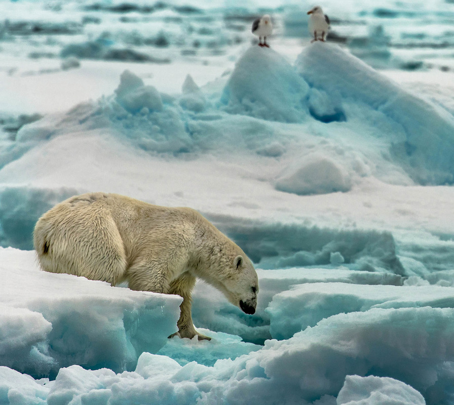 Фотографія Каждому своё. медведь ждёт тюленя, что бы сожрать. чайки ждут поклевать остатки. / Таймас Нуртаев / photographers.ua
