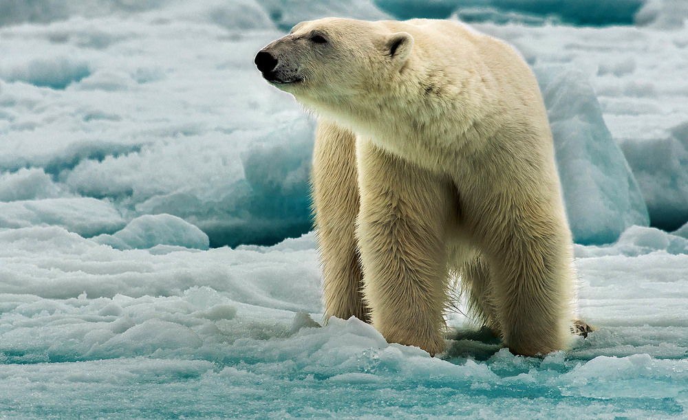 Фотографія Белый медведь - Тоскливо братцы всю жизнь быть во льдах. / Таймас Нуртаев / photographers.ua