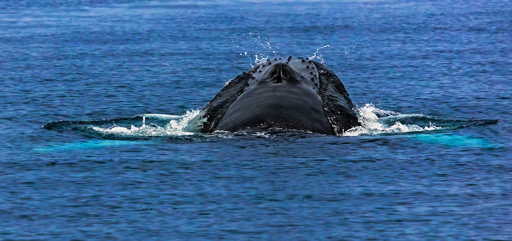 Фотографія Северный ледовитый океан  Голубой  Гренландский кит / Таймас Нуртаев / photographers.ua