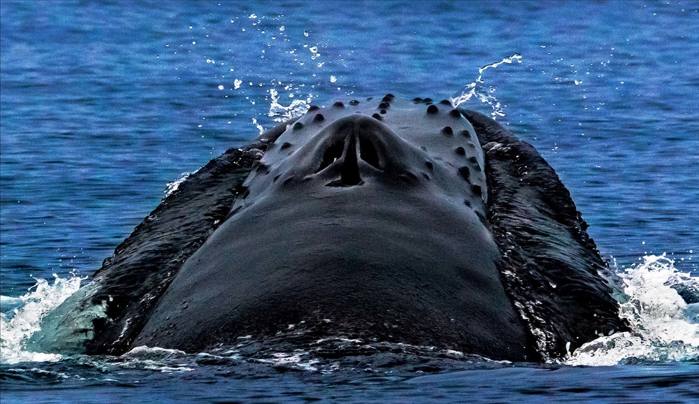 Фотографія Голубой  Гренландский  кит. ЛИЦОМ К ЛИЦУ / Таймас Нуртаев / photographers.ua