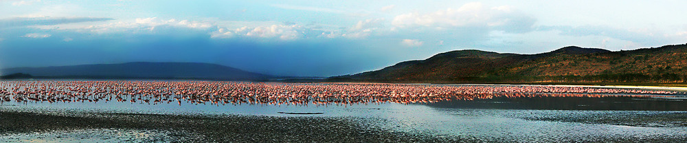 Фотографія Кения.  Озеро Наккуру.  Рай для  Фламинго. / Таймас Нуртаев / photographers.ua