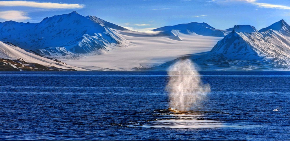Фотографія Голубой гренландский кит у берегов Шпицбергена! / Таймас Нуртаев / photographers.ua
