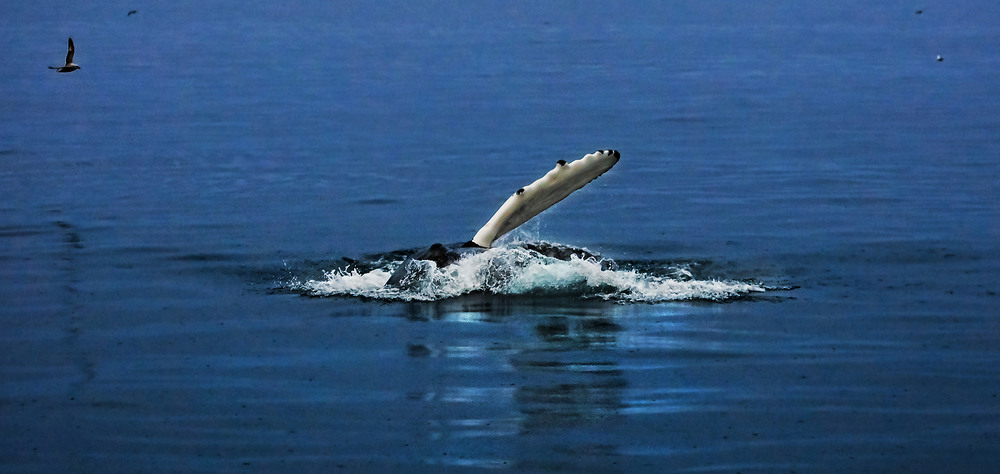 Фотографія Рассекая воды океана   Голубой   Гренландский кит / Таймас Нуртаев / photographers.ua