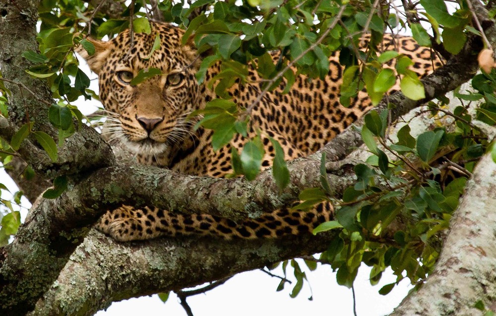 Фотографія Кения  национальный парк  Масаи Мара.  Леопард   Загнанный  львами. / Таймас Нуртаев / photographers.ua