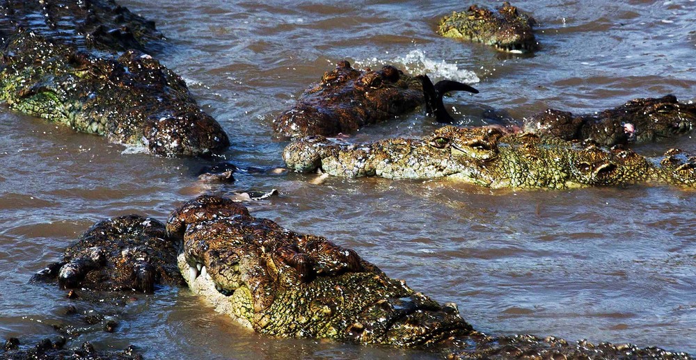 Фотографія Кения  Река  МАРА.  Крокодилы.  Пижщвые  разборки. / Таймас Нуртаев / photographers.ua