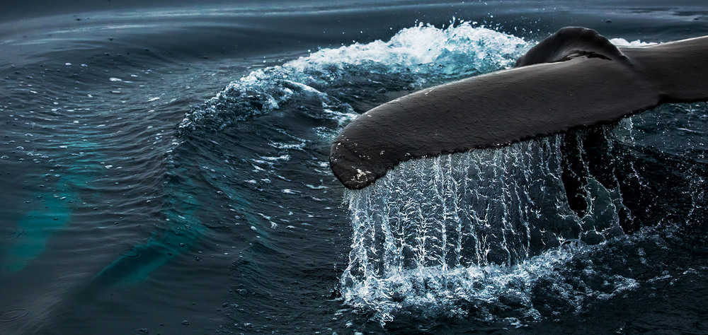 Фотографія Уходя в глубь океана,  Гренландский голубой кит / Таймас Нуртаев / photographers.ua