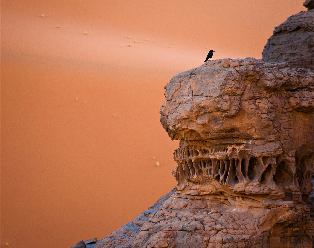 Фотографія Африка Центральная  Редкая птица долетает до середины  Сахары / Таймас Нуртаев / photographers.ua