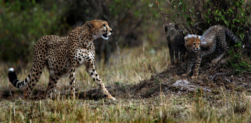 Фотографія Кения.  Национальный парк  Масаи Мара  Гепарды...лежит тревога на челе... / Таймас Нуртаев / photographers.ua