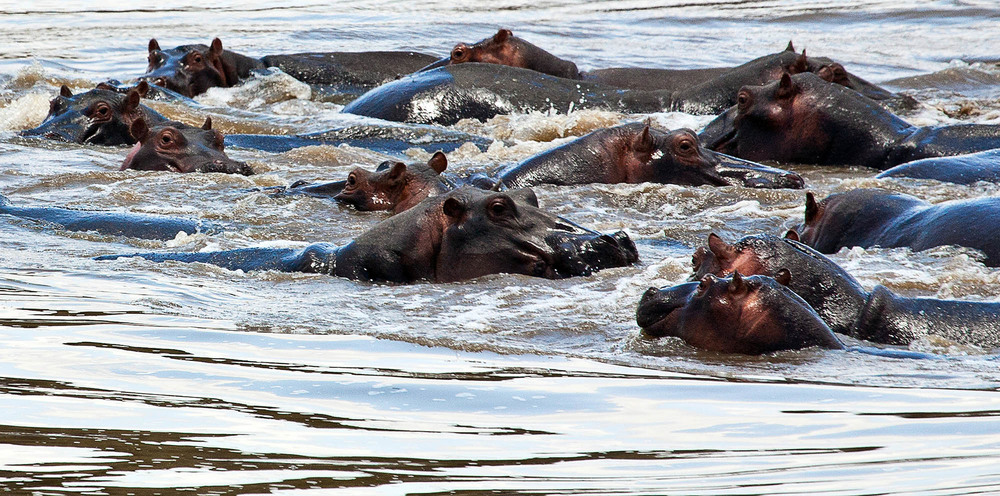 Фотографія Кения  Река  Мара   Рай для бегемотов / Таймас Нуртаев / photographers.ua