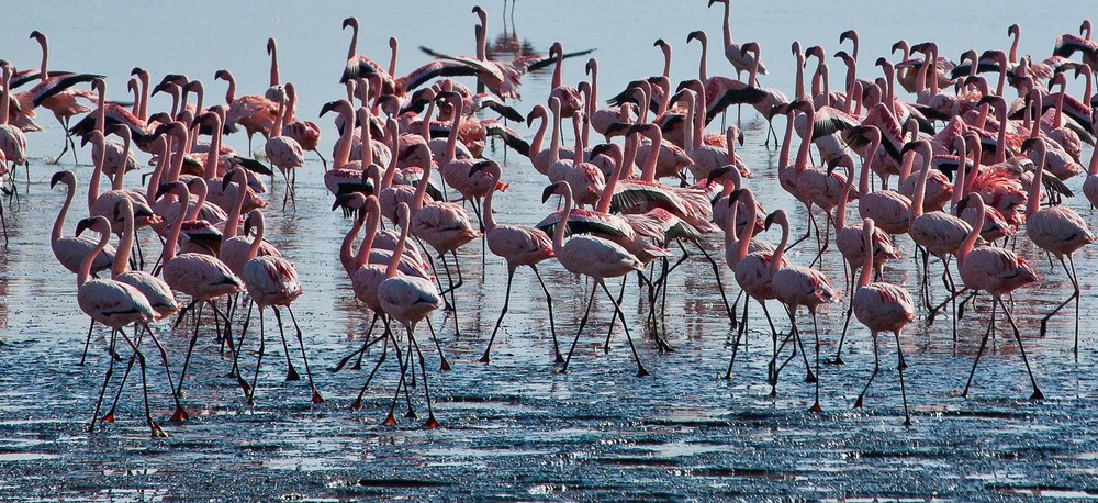 Фотографія Кения   Озеро  Наккуру   Фламинго. / Таймас Нуртаев / photographers.ua