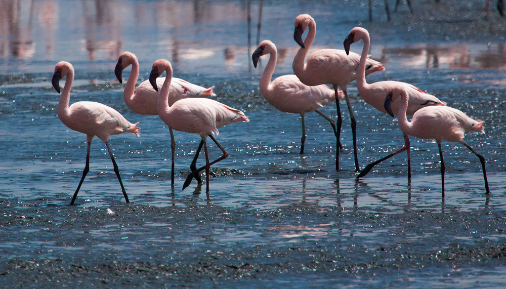 Фотографія Кения  Озеро Накеуру  Фламинго  Утренний мацион / Таймас Нуртаев / photographers.ua