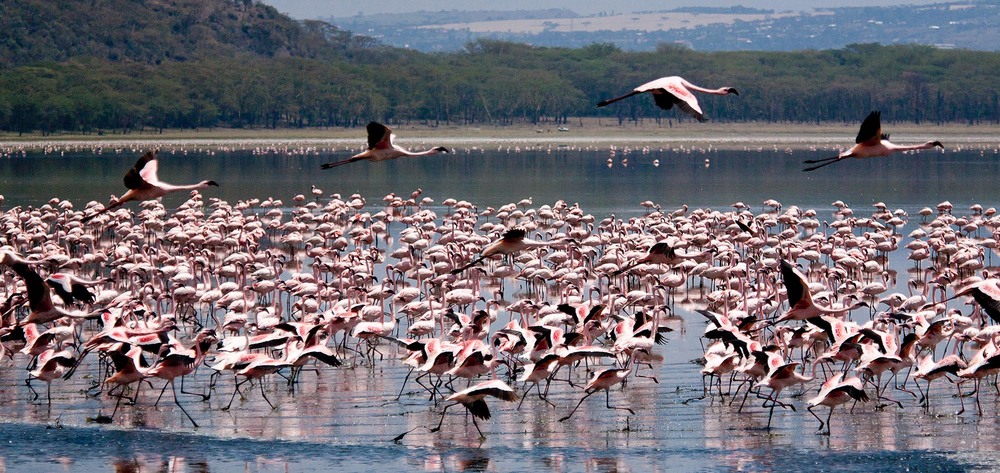 Фотографія Кения. Озеро Наккуру.  Полёт фламинго. / Таймас Нуртаев / photographers.ua