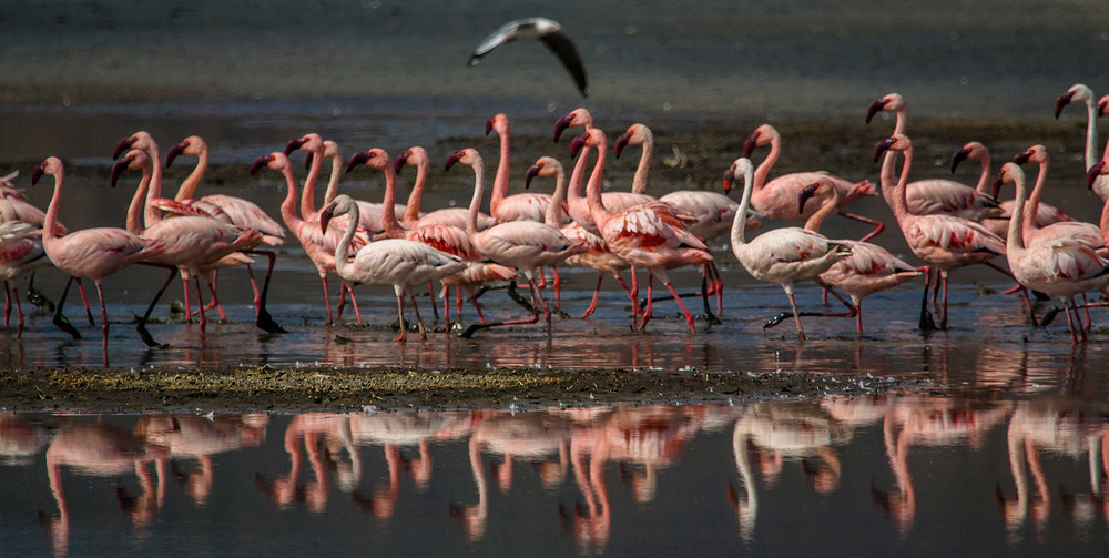 Фотографія Кения  Озеро  Наккуру   Фламинго / Таймас Нуртаев / photographers.ua