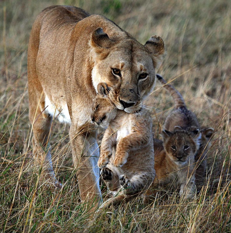 Фотографія Кения национальный парк Масаи Мара    Львы   Процес воспитания. / Таймас Нуртаев / photographers.ua