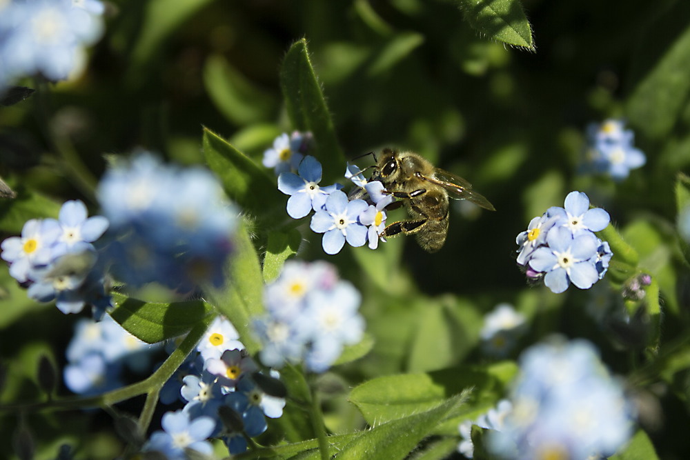 Фотографія Самое удивительное живое существо на планете- это пчела! / Tatyana Javorskaia / photographers.ua
