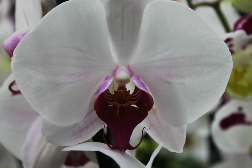 Фотографія Гейша / Tatyana Javorskaia / photographers.ua