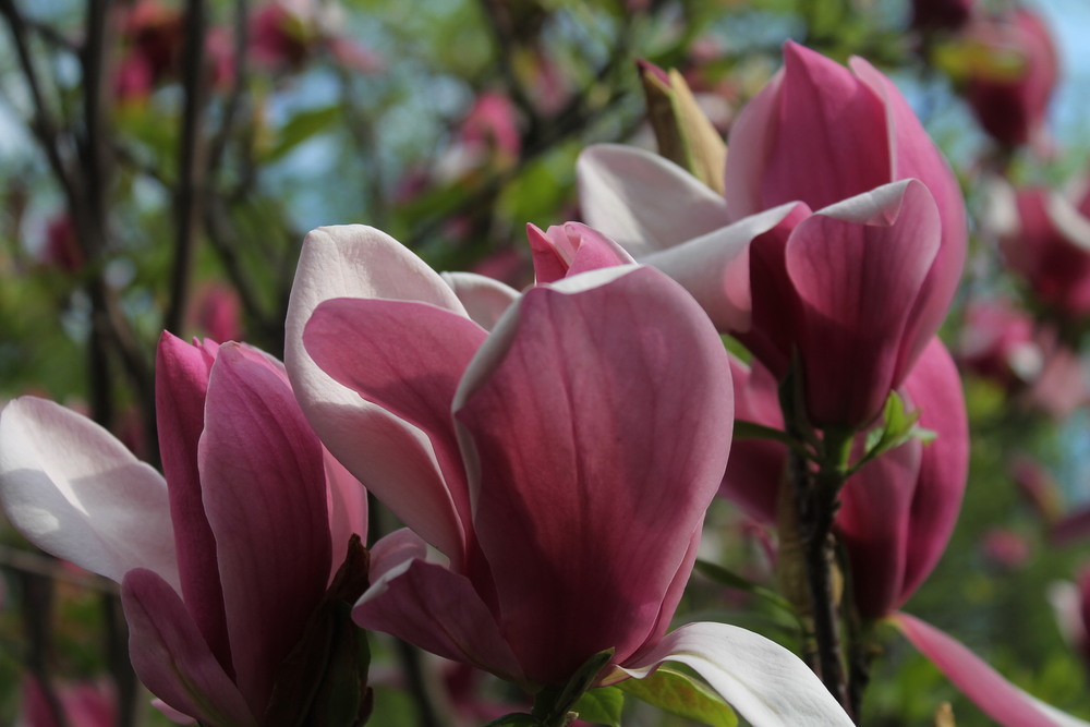 Фотографія Цвітуть магнолії в саду / Tatyana Javorskaia / photographers.ua