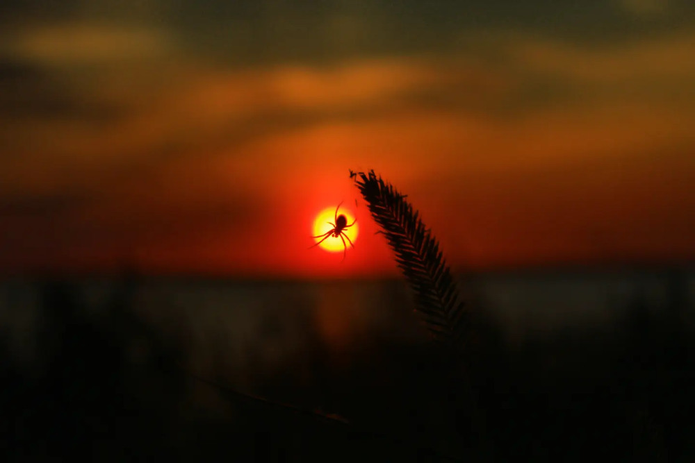 Фотографія Павучок споглядає захід сонця / Руслан Лупашко / photographers.ua