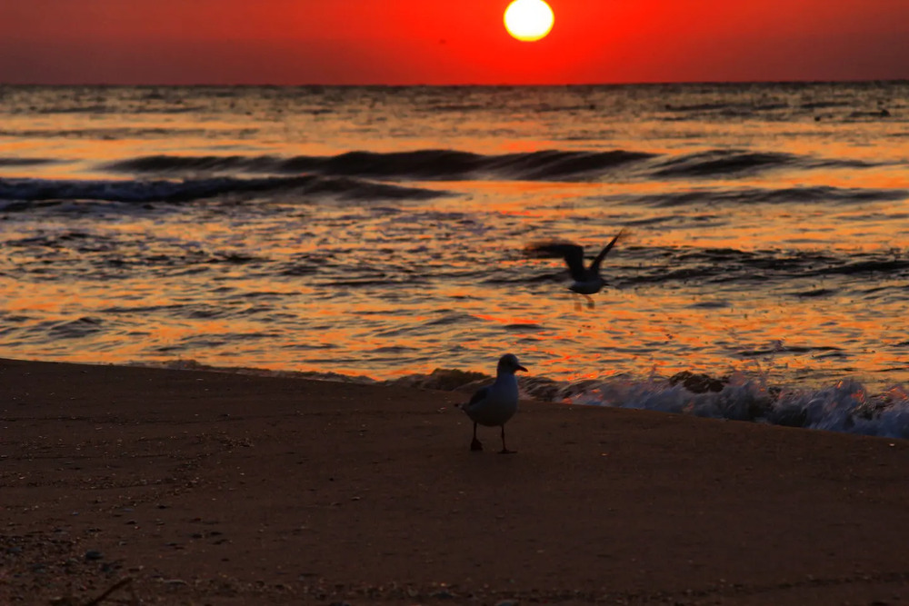 Фотографія Чайки , як поціновувачі сходу сонця ! / Руслан Лупашко / photographers.ua
