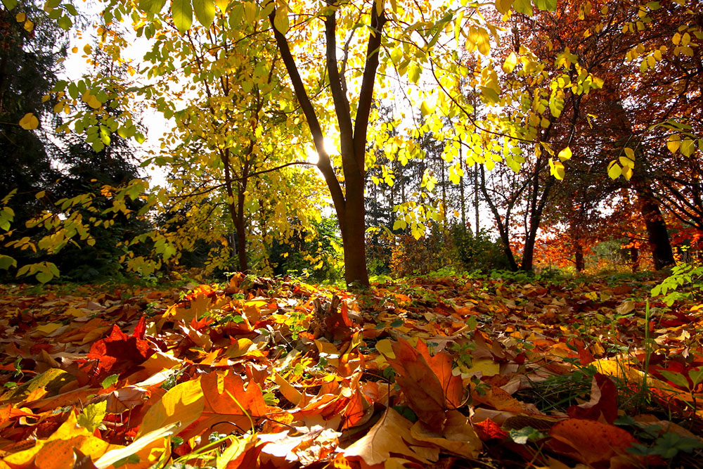 Фотографія Осенний ковёр в парке / Maryna Topcheva / photographers.ua