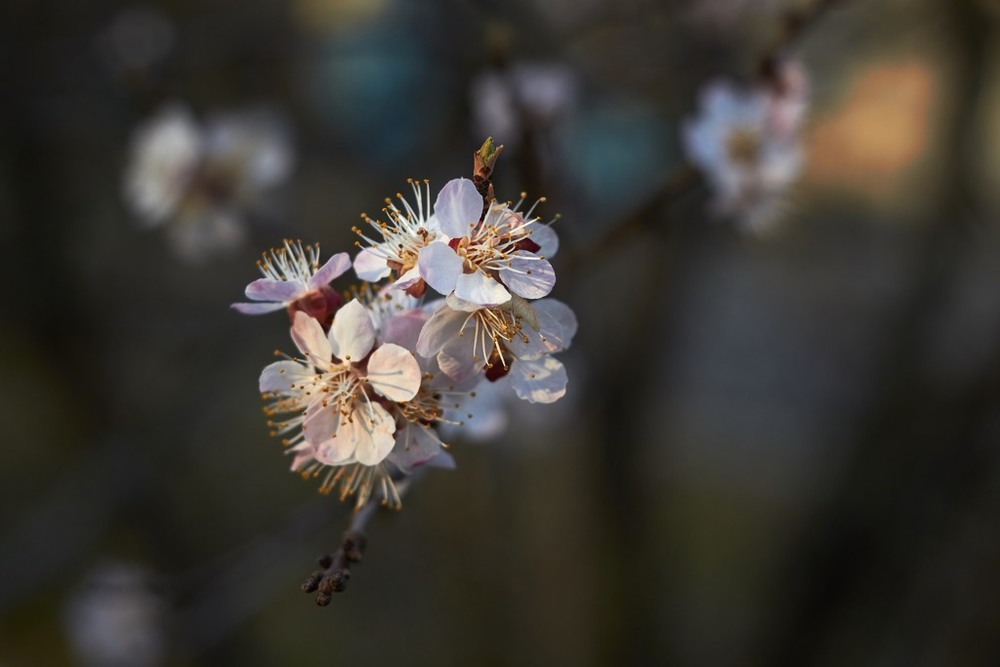 Фотографія Макро / Евгений / photographers.ua