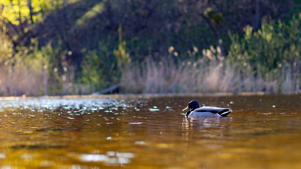 Фотографія duck on the lake / Andrii Kovalyshyn / photographers.ua